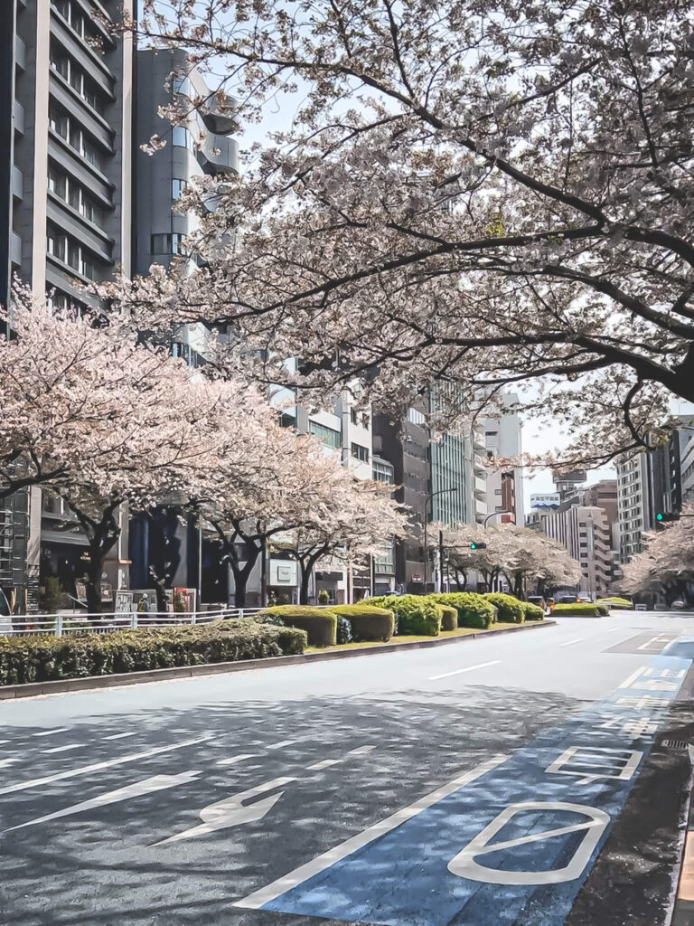 広尾　明治通りの桜