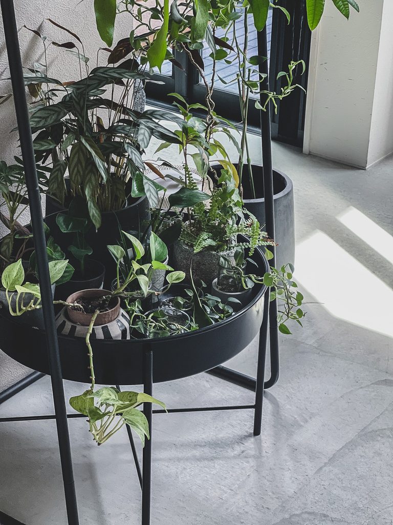 KULTURSKOGに複数の鉢植えをまとめた状態